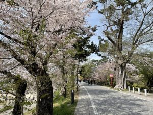 岡崎市の桜まつり